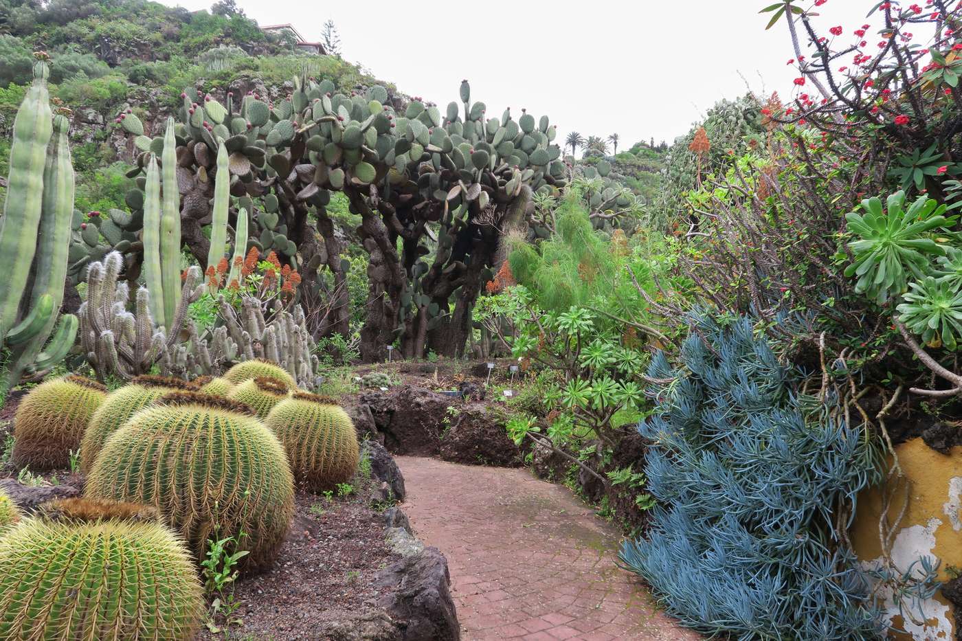 Jardín Botánico Canario Viera y Clavijo