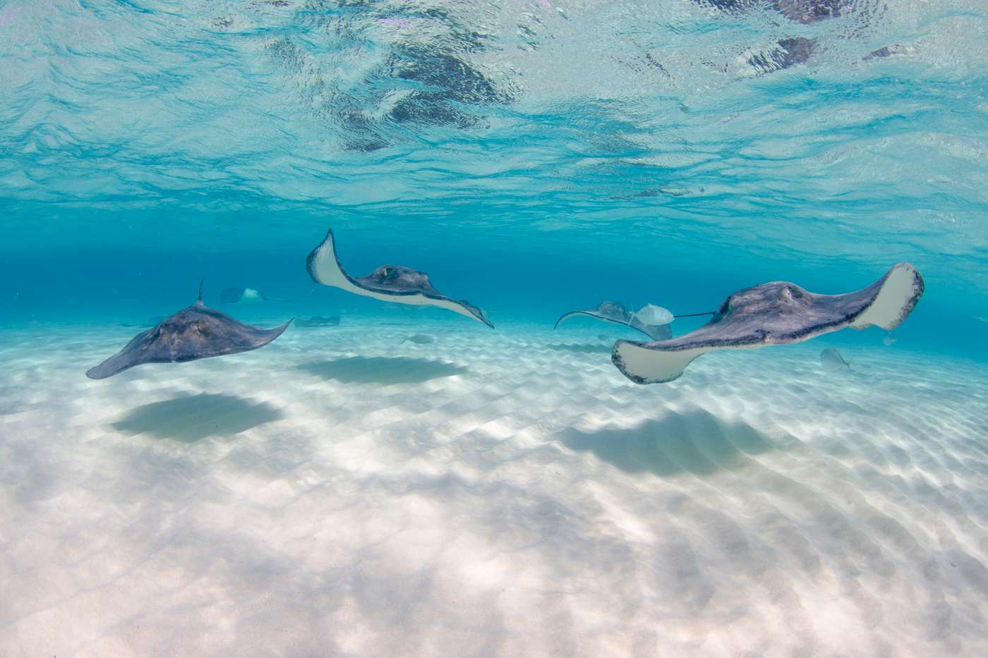 Stingray City, Antigua
