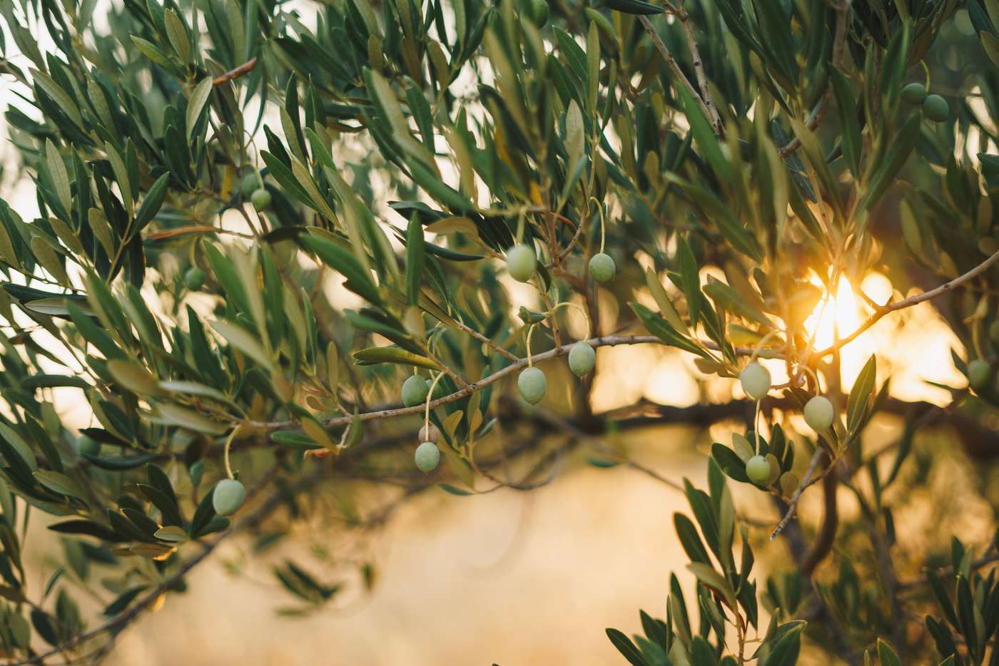 Bitez Olive Grove - Bodrum places to visit