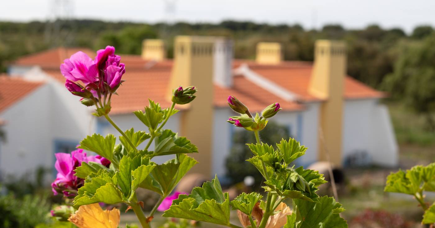 Monte-do-Giestal---Casas-de-Campo---SPA-General-view-38