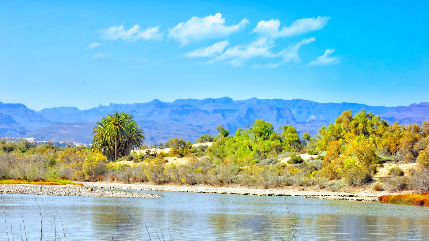 Apartamentos-Cocoteros-Beach-56