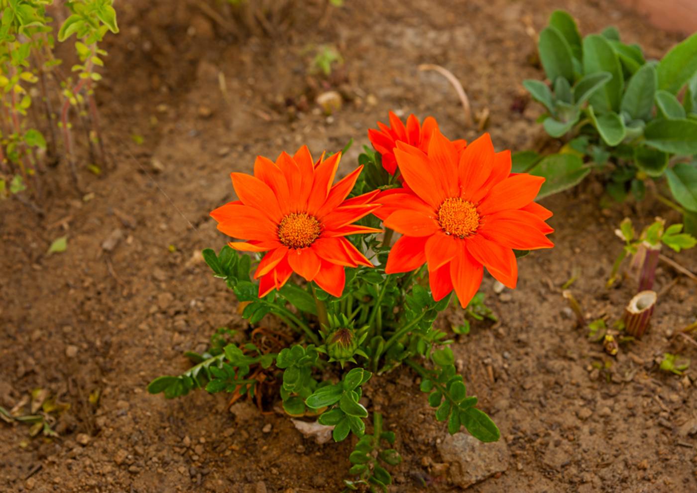 Paradision-General-view-28