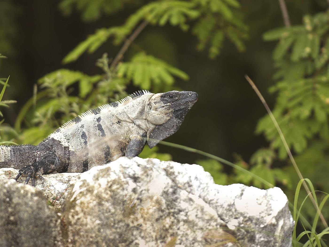 Fairmont-Mayakoba-General-view-112