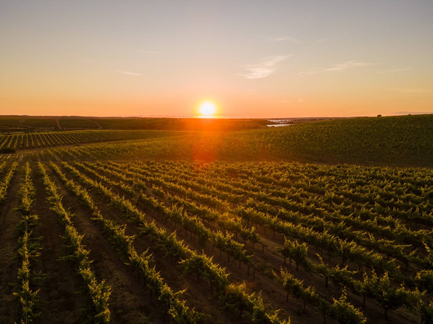 Vila Gale Alentejo Vineyards (Clube de Campo)-Portugal-BEJA-General view-4