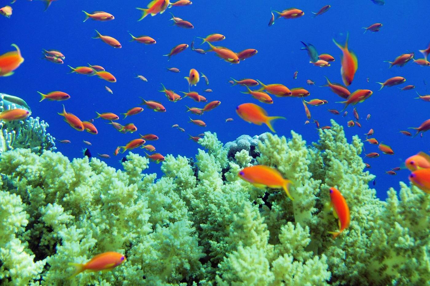 Renaissance-Sharm-El-Sheikh-Golden-View-Beach-Rest-General-view-83