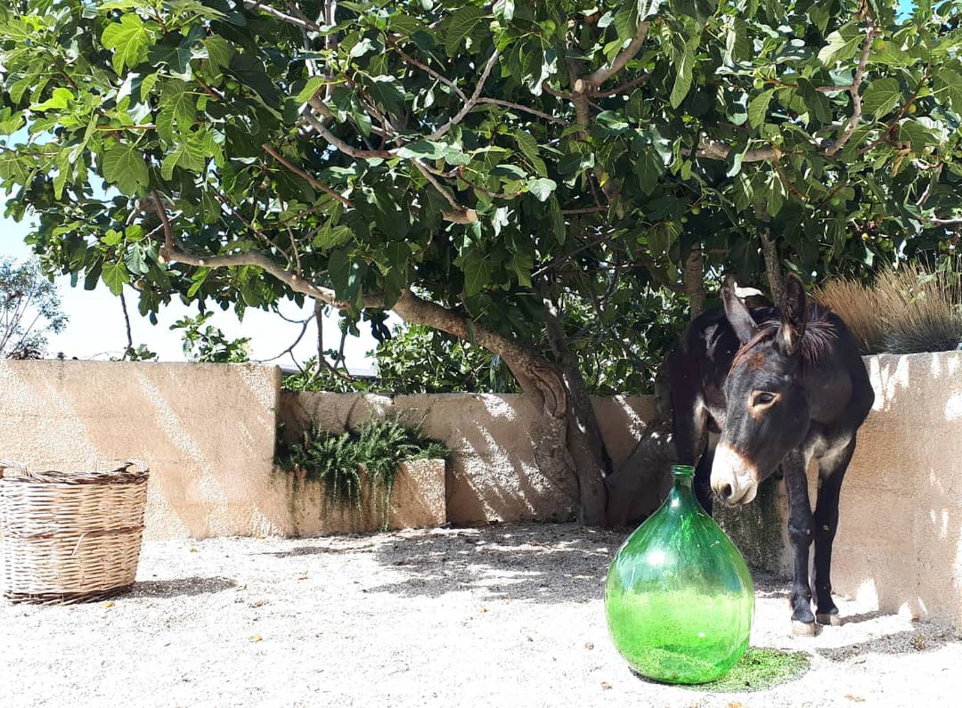 Masseria Fontana Di Vite-Italy-BORGO VENUSIO, MATERA-General view-10
