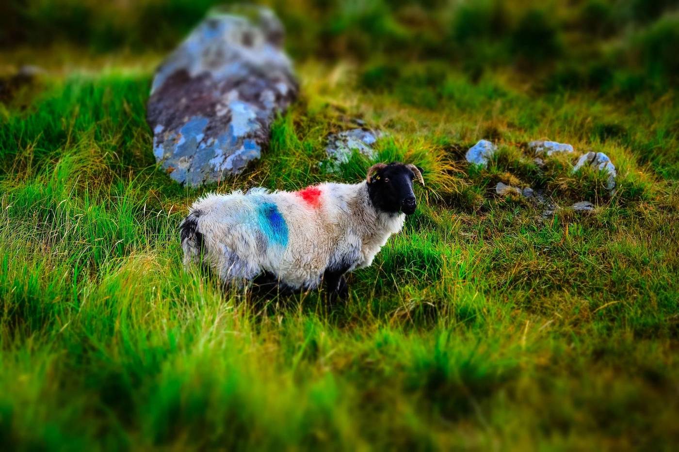 Connemara Sands Beach Hotel & Spa-Ireland-BALLYCONNEELY-General view-3
