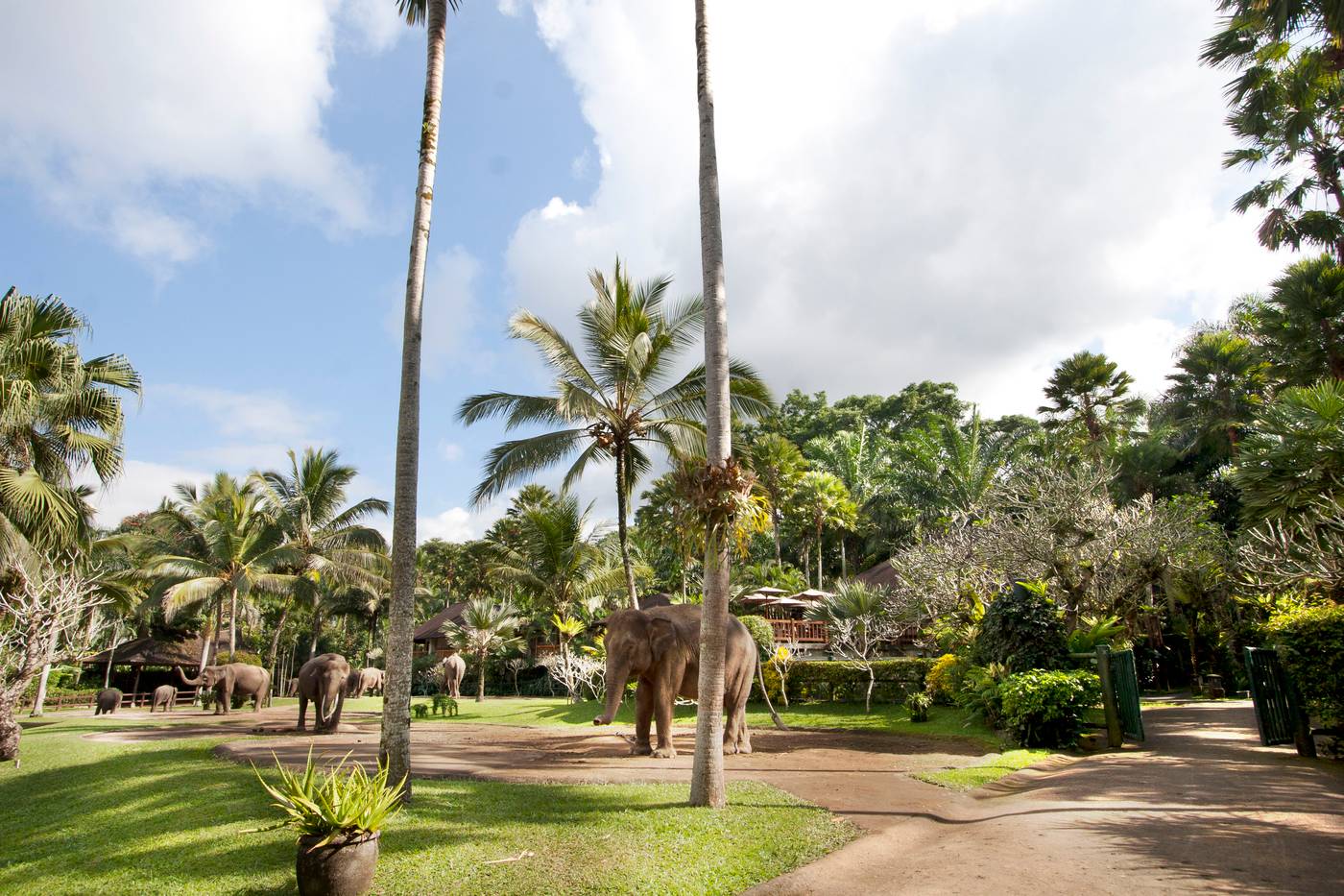 Mason Elephant Park and Lodge Gianyar Bali-Indonesia-UBUD-General view-6