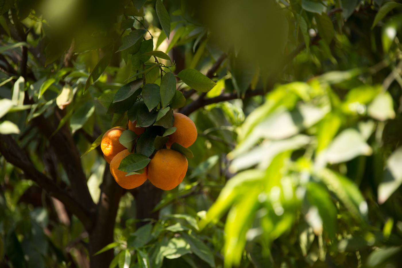 Les-Jardins-de-la-Medina-General-view-18