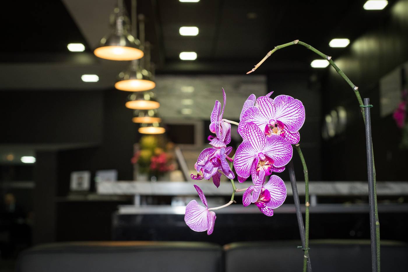 LaiLa Hotel CDMX-Mexico-Ciudad De Mexico-Lobby-3