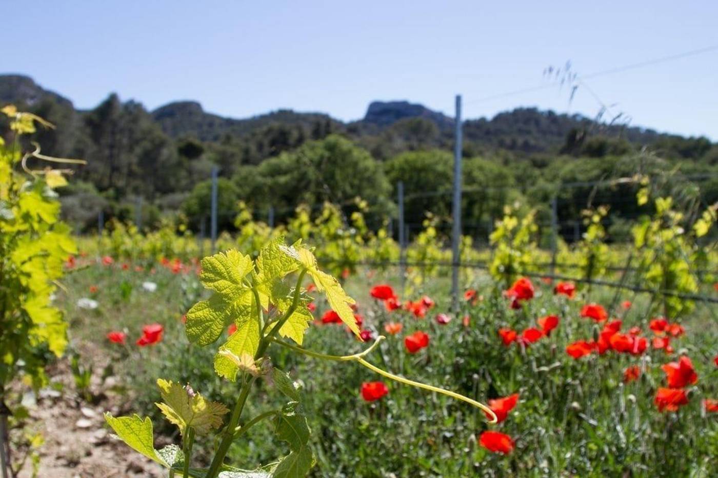 Résidences de Métifiot-France-ST.-REMY-DE-PROVENCE-General view-8