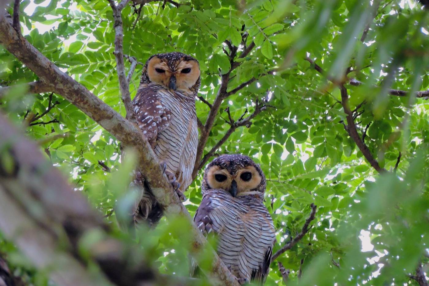 ThaiLife Homestay Resort & Spa-Thailand-TAKUAPA PHANG NGA-General view-2