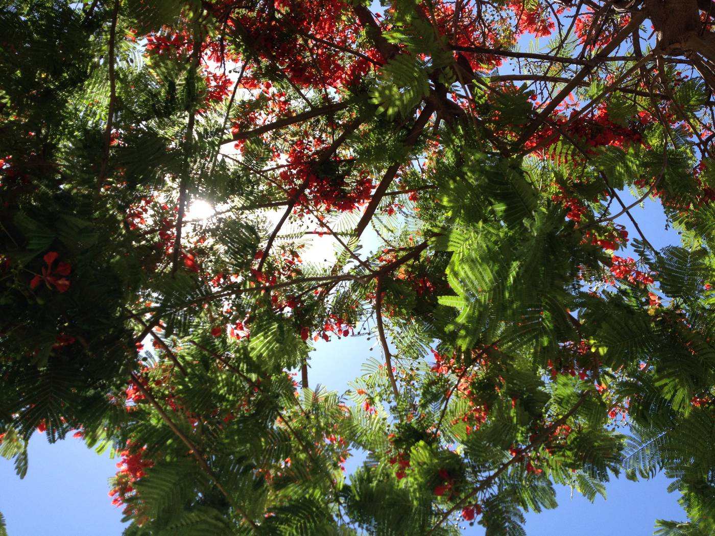 Villas-las-Almenas-Terrace-15