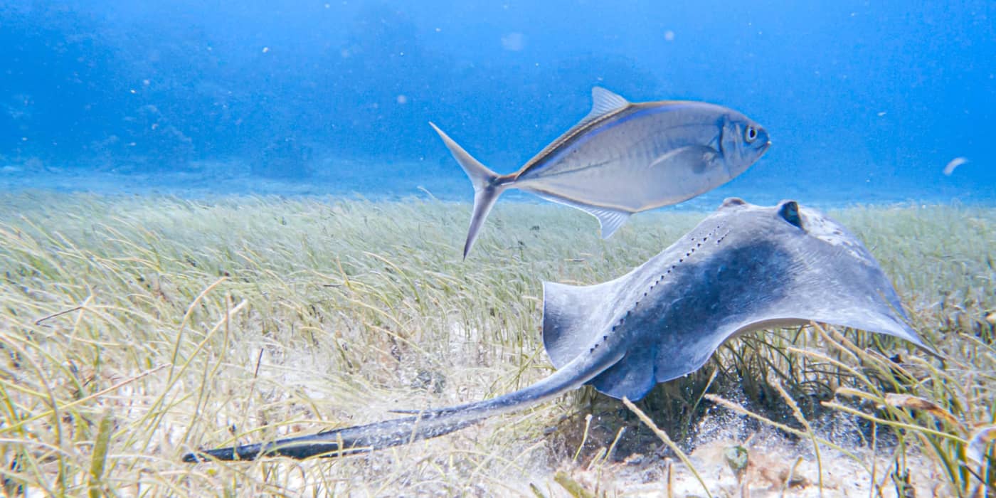 Occidental-Cozumel-Sports-and-Entertainment-82