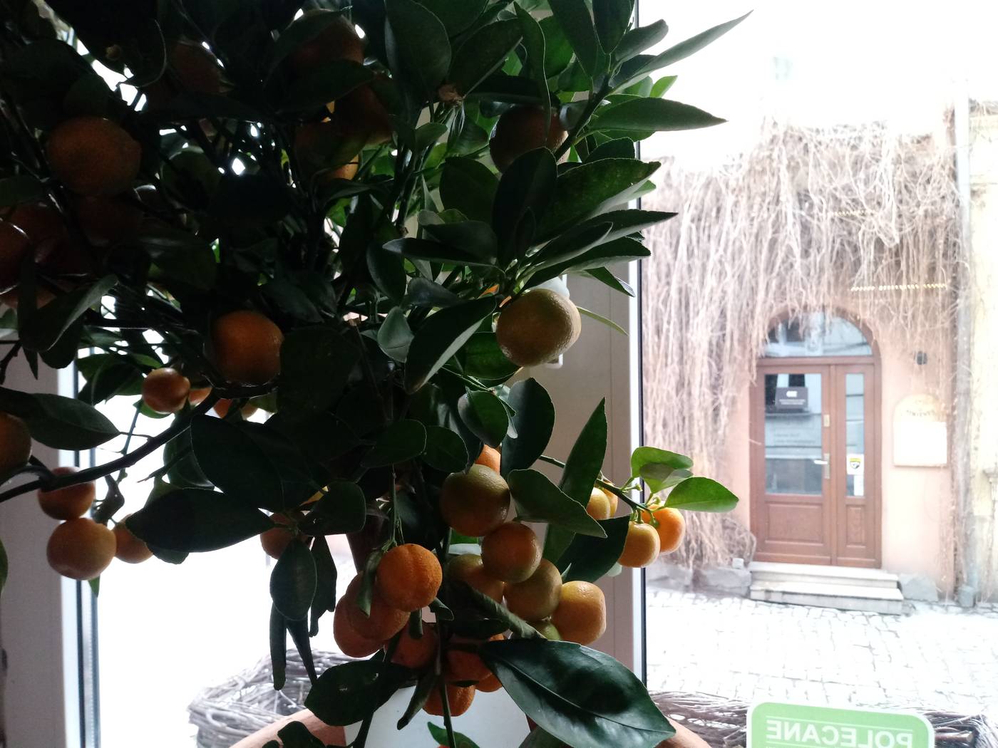 Shalom-Kazimierz-Restaurant-7