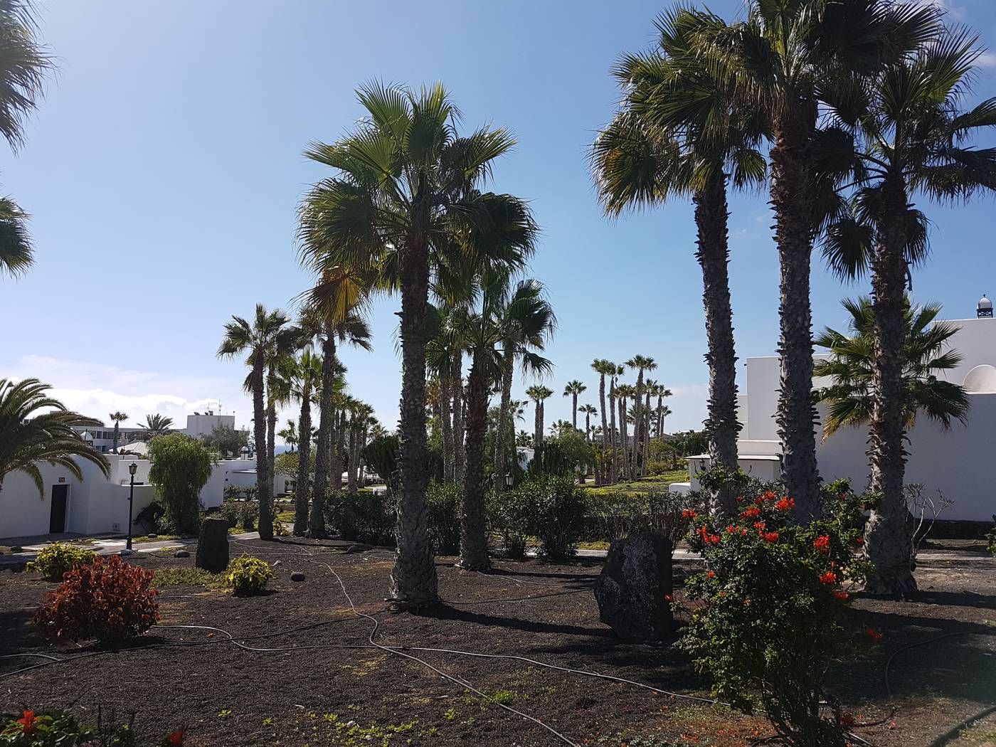 Palmeras-Garden-General-view-81