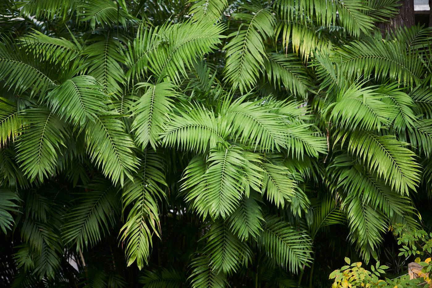 Quintinha-Sao-Joao-General-view-19