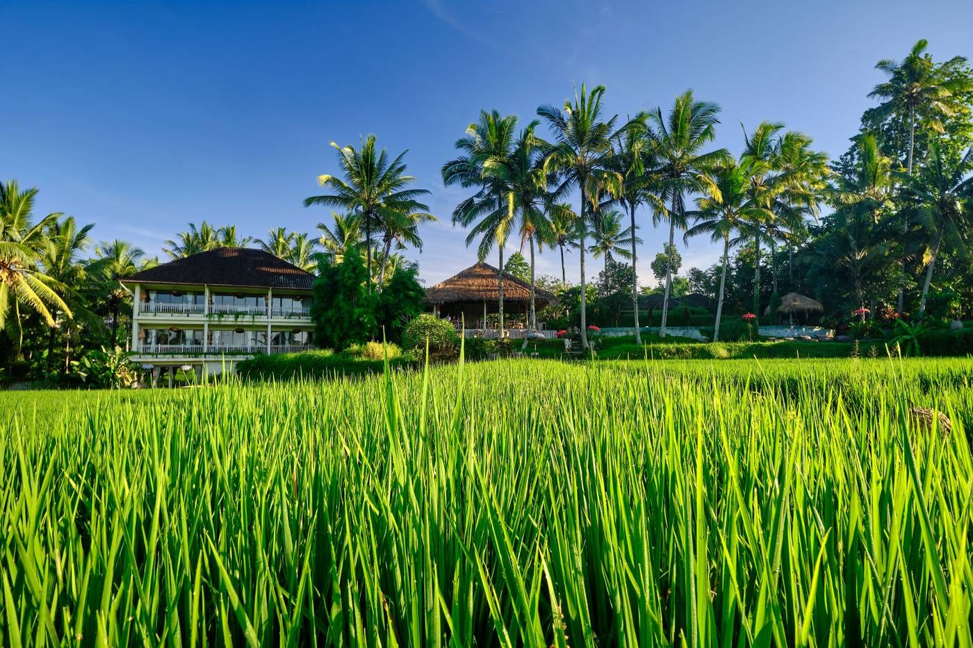 MATHIS Retreat Ubud-Indonesia-Bali-General view-5