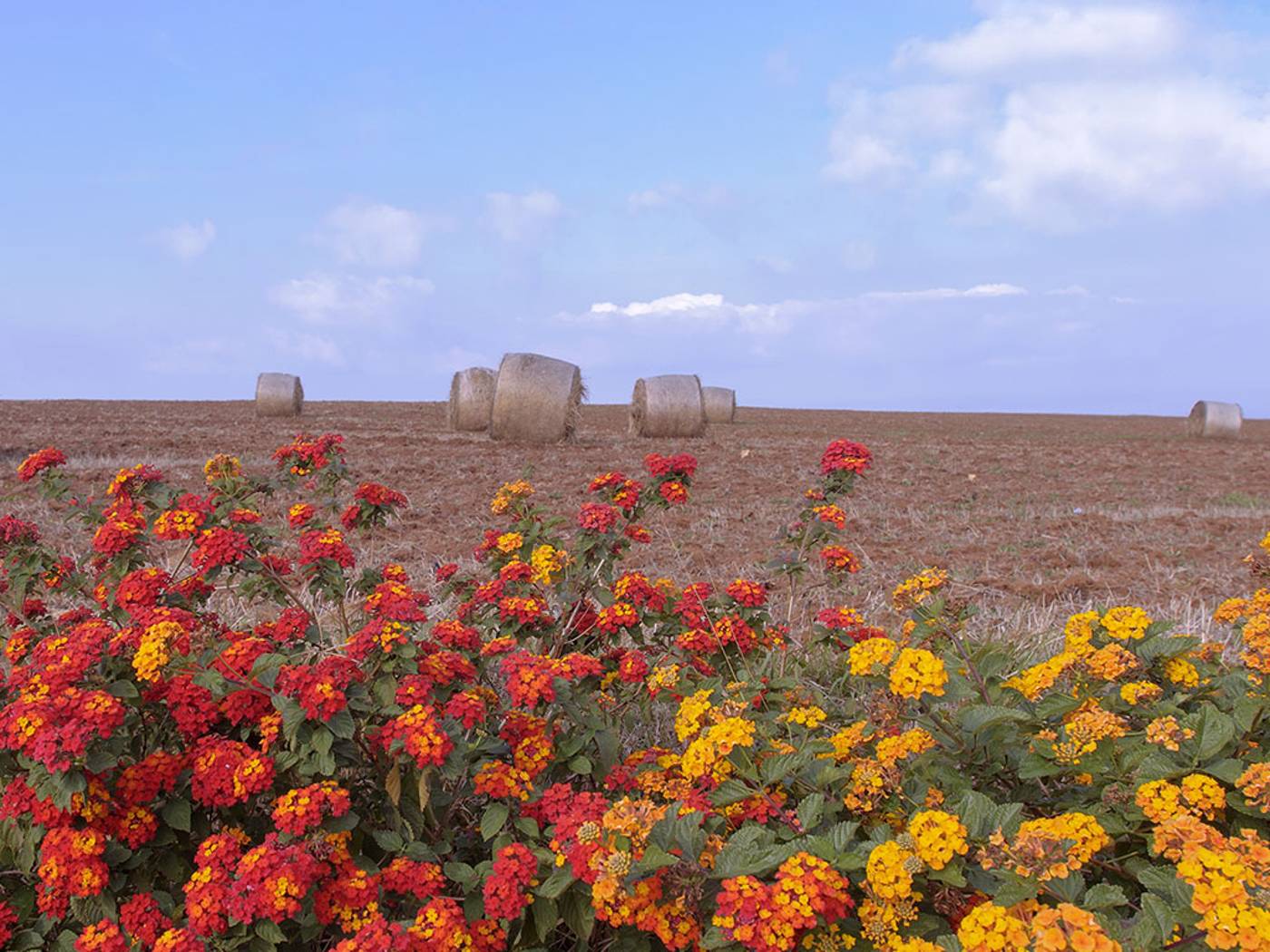 Popilia Country Resort-Italy-MAIERATO (VV)-General view-2
