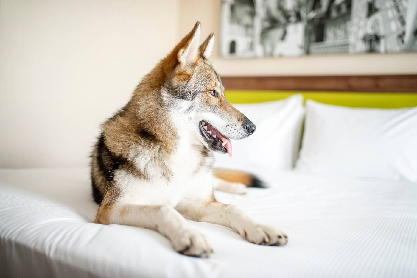 Hampton-By-Hilton-Krakow-Room-7