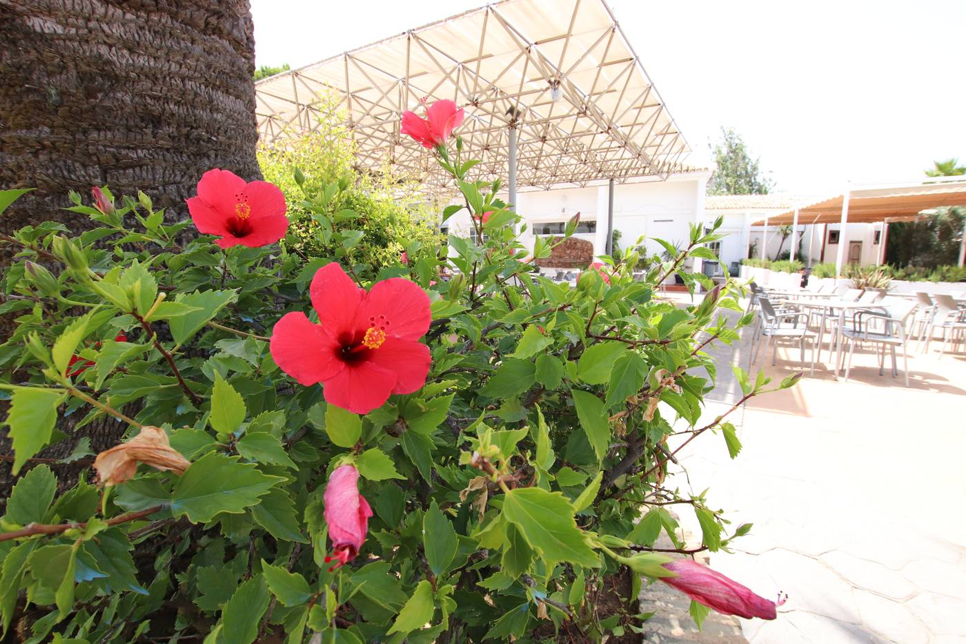 Carabela-Beach---Golf-Hotel-Terrace-22