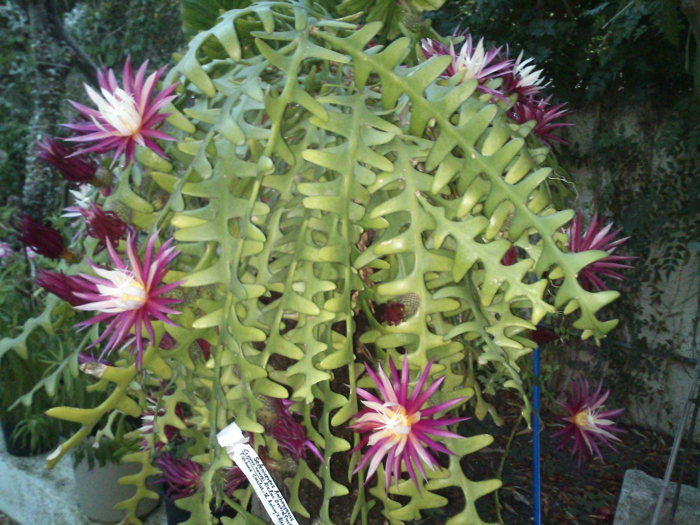 Baha-Ammes-General-view-24