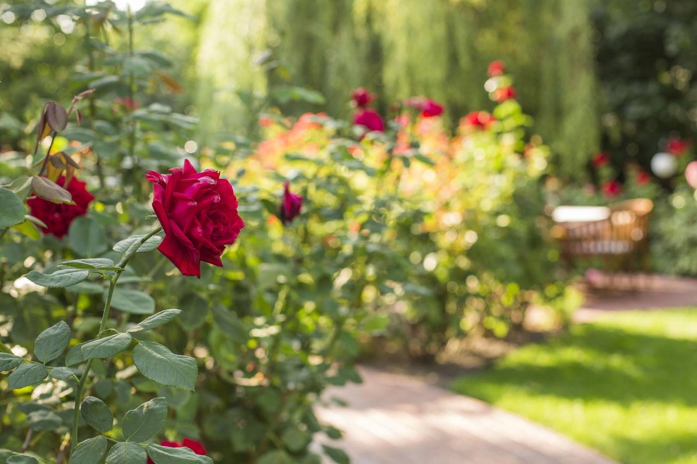 Villa Rosa Restaurant & Pension-Slovakia-DUNAJSKA STREDA-General view-2