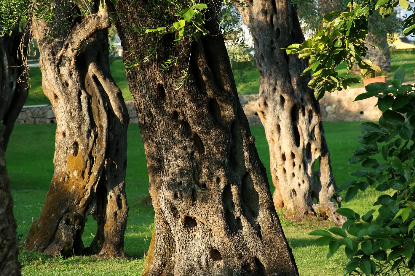Paradise-Hotel-Corfu-Terrace-42