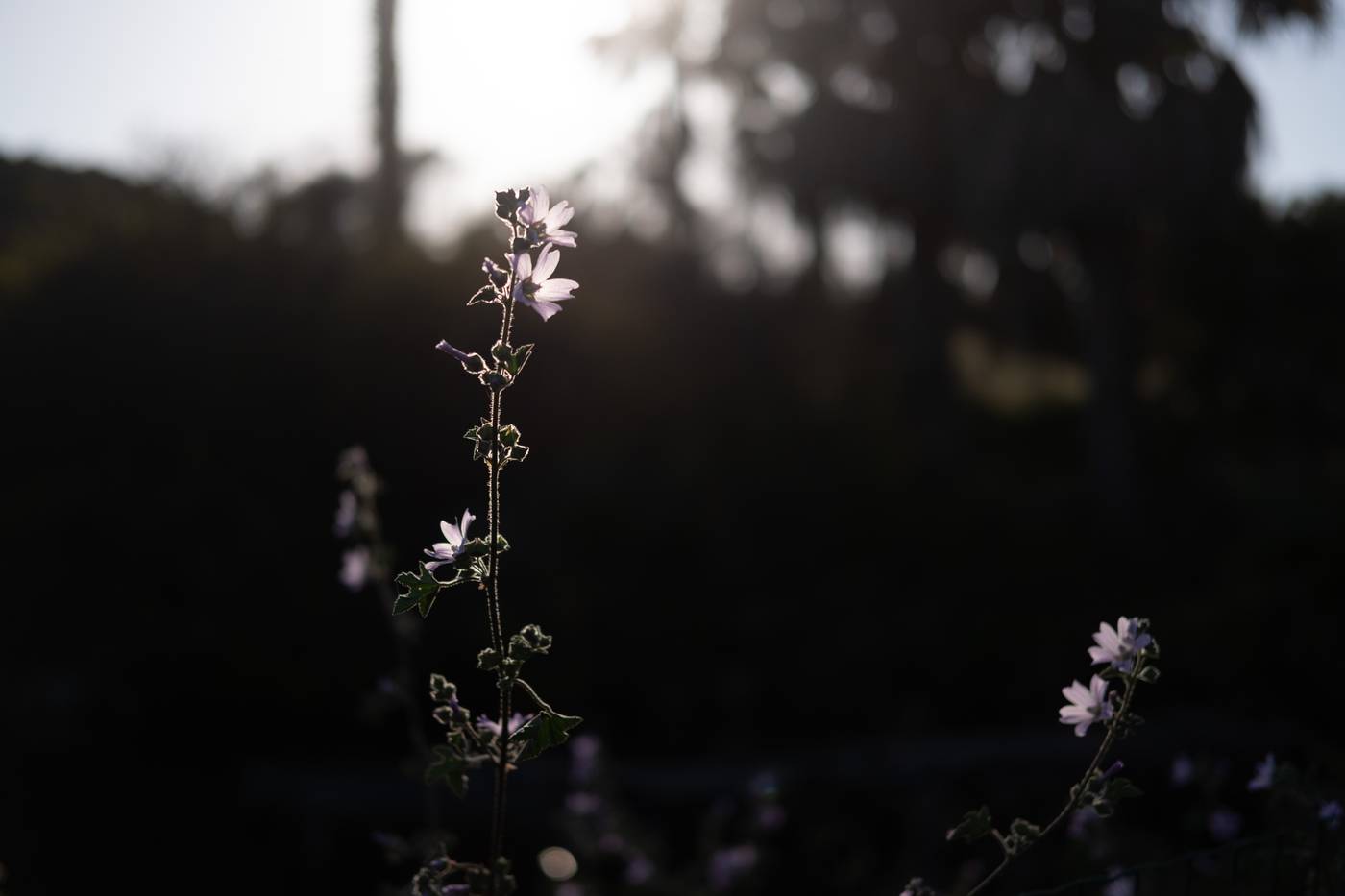 Quinta-do-Mar-da-Luz-General-view-64