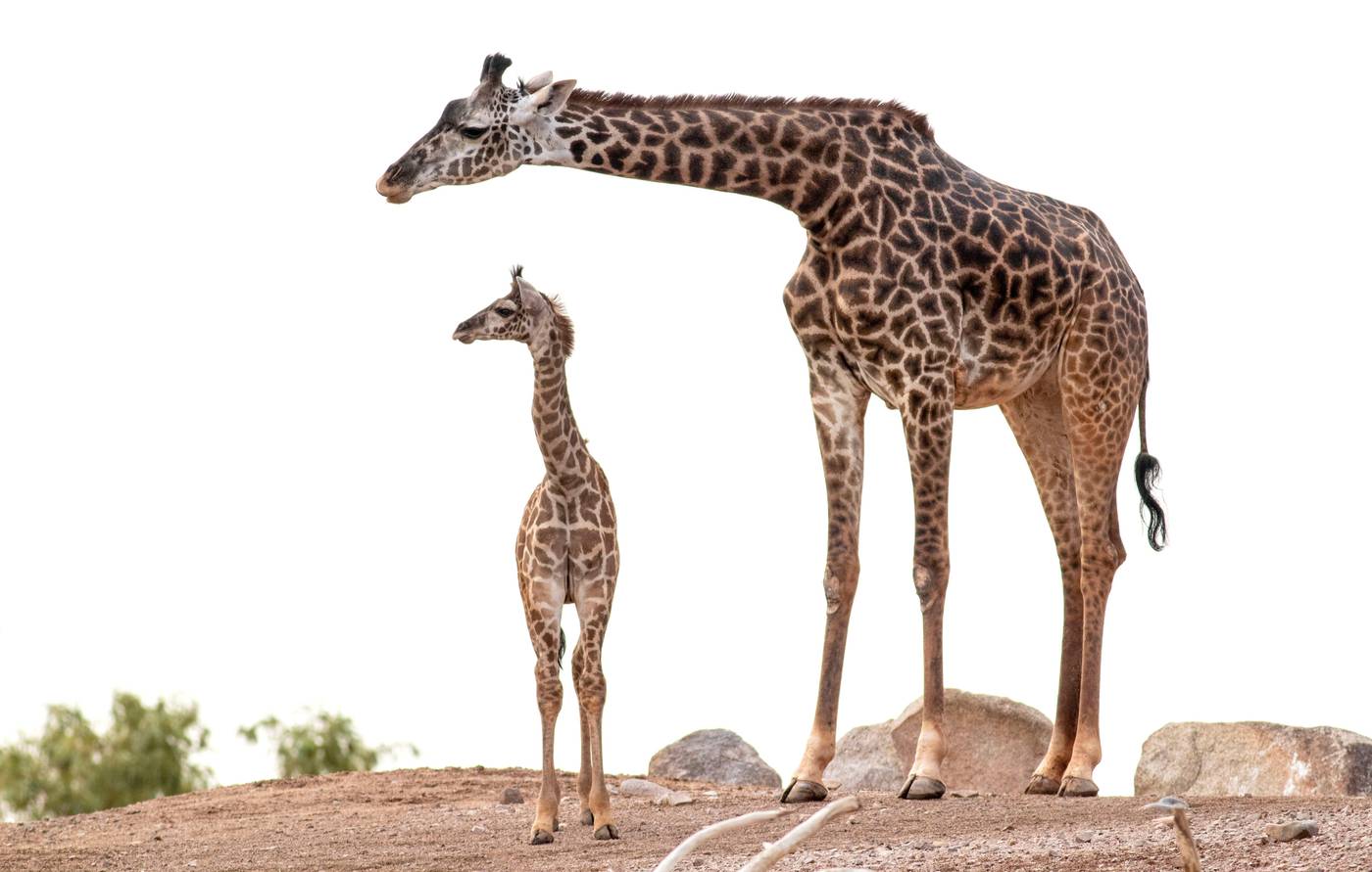 Staybridge Suites Phoenix - Biltmore Area-United States-Phoenix-General view-4