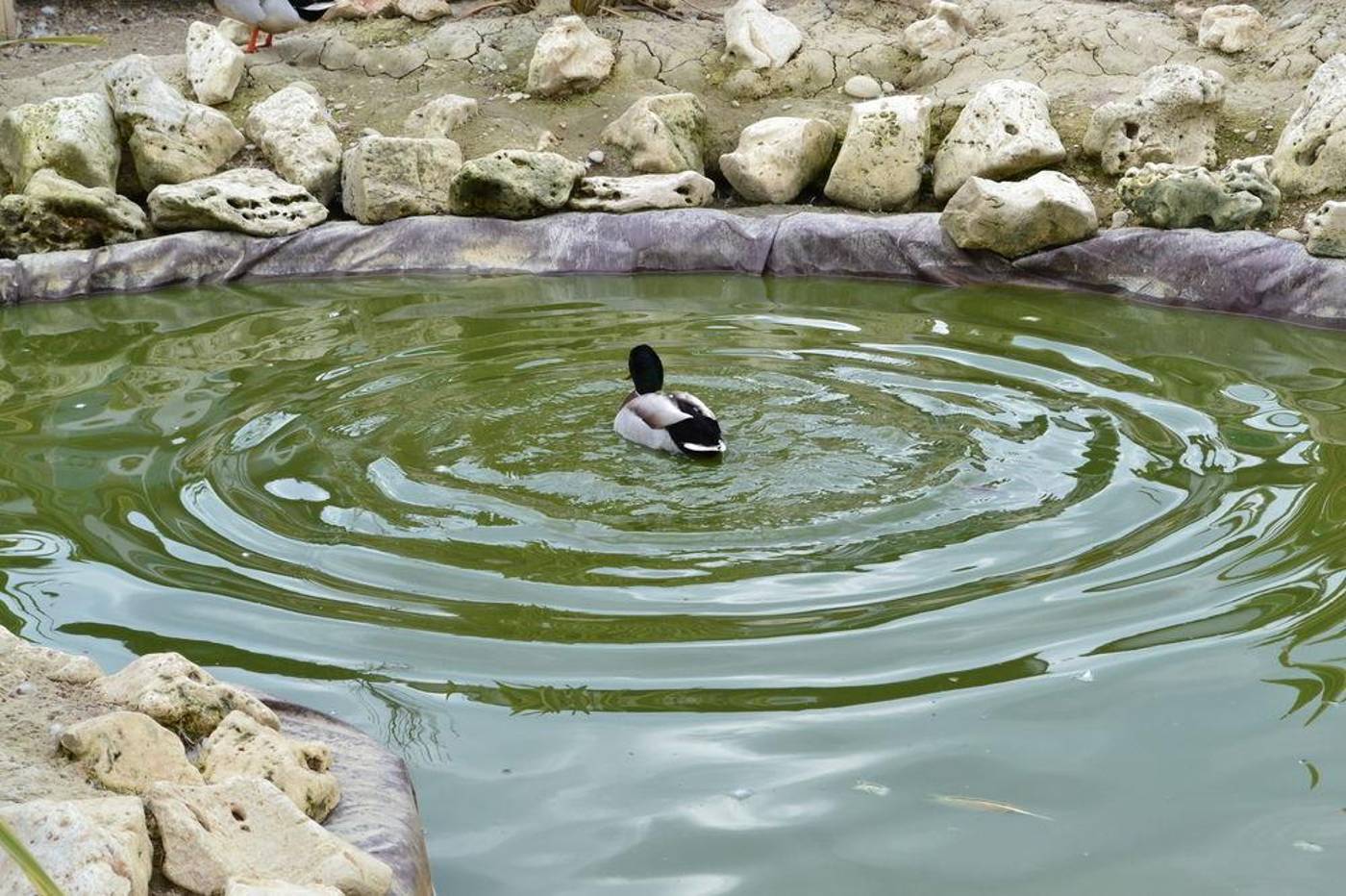 Roses-General-view-11