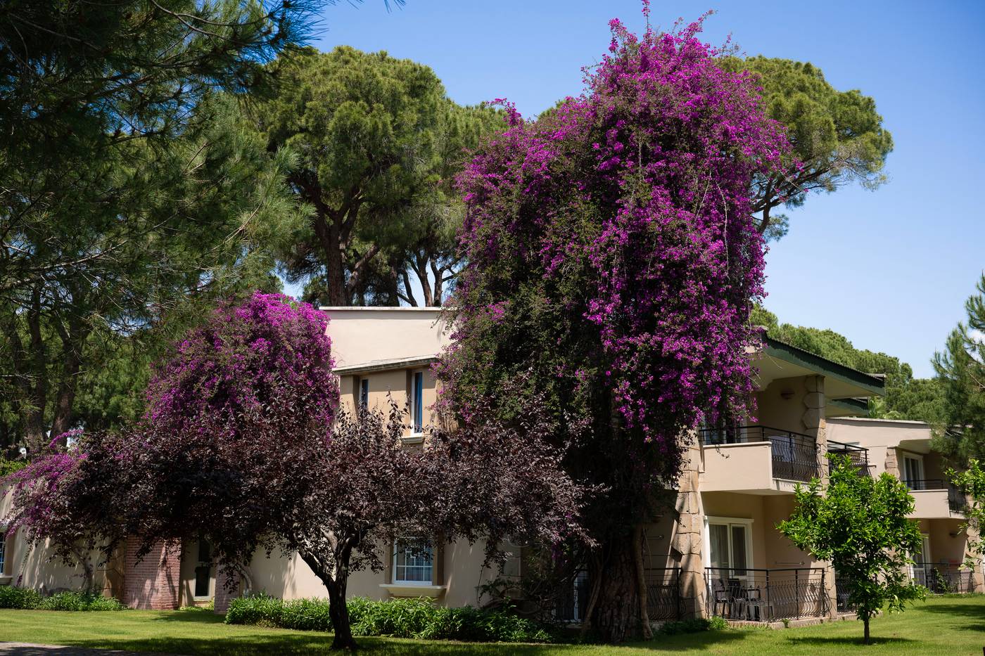 Pine-Beach-Belek-General-view-21