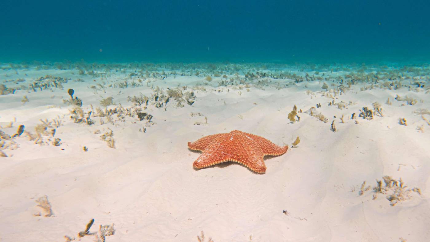 Occidental-Cozumel-Sports-and-Entertainment-81