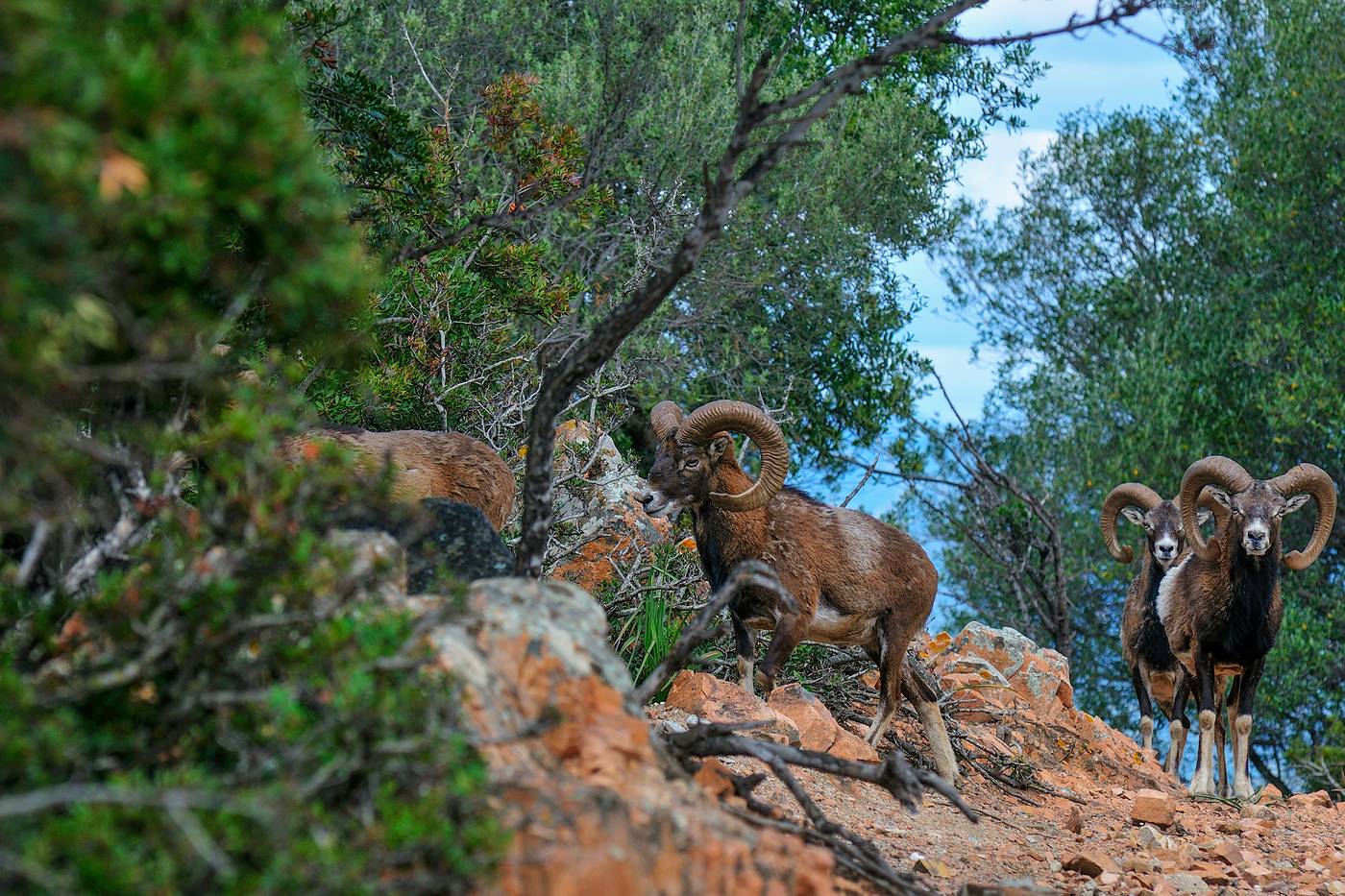Arbatax-Park-Resort---Cottage-General-view-48