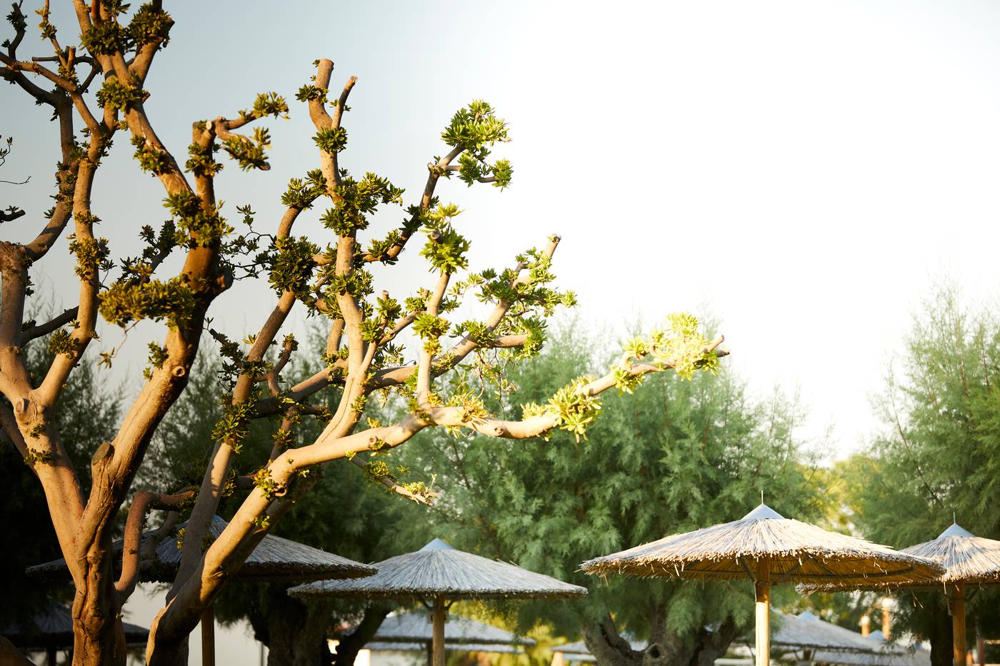 Apollo-Beach-Terrace-23