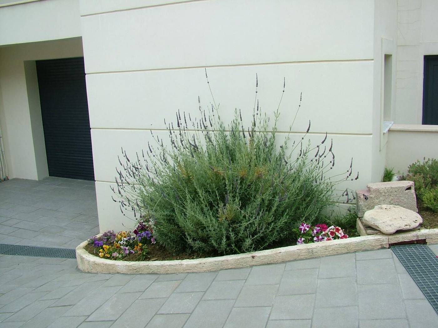 Sugar---Almond--General-view-4