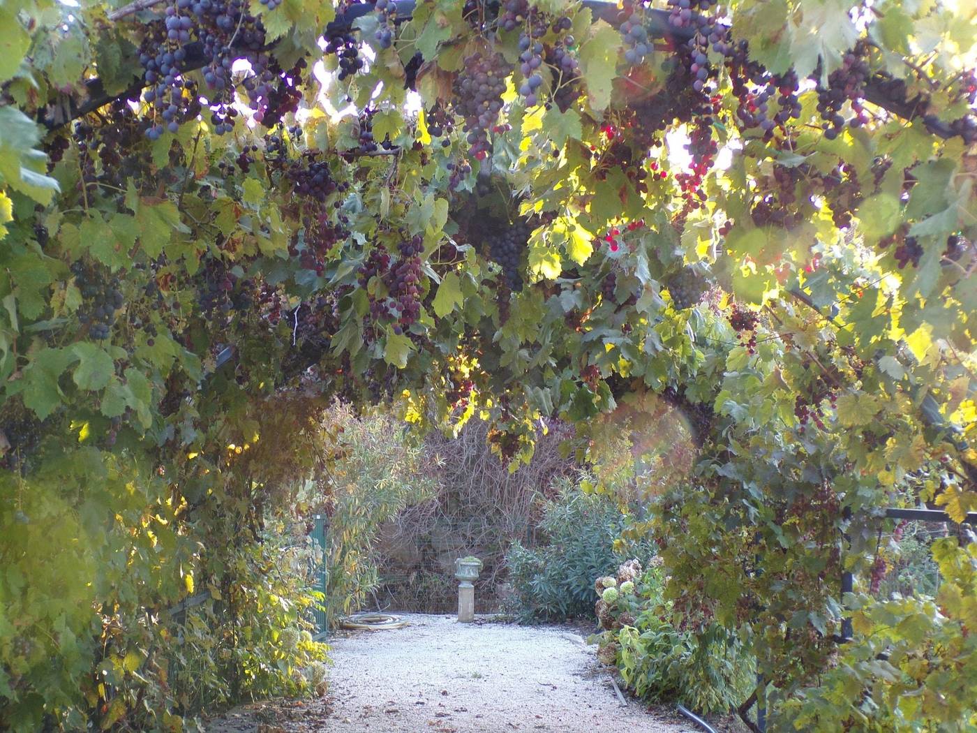 Villa Angel-France-CAUNES-MINERVOIS-General view-6