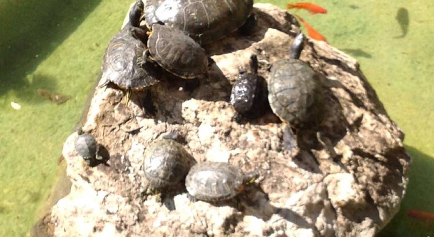 Alga-Sports-and-Entertainment-30