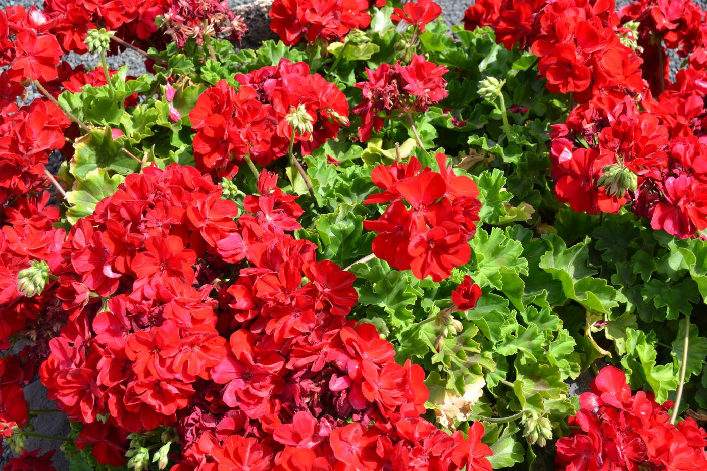 Vik--Coral-Beach-Sports-and-Entertainment-21