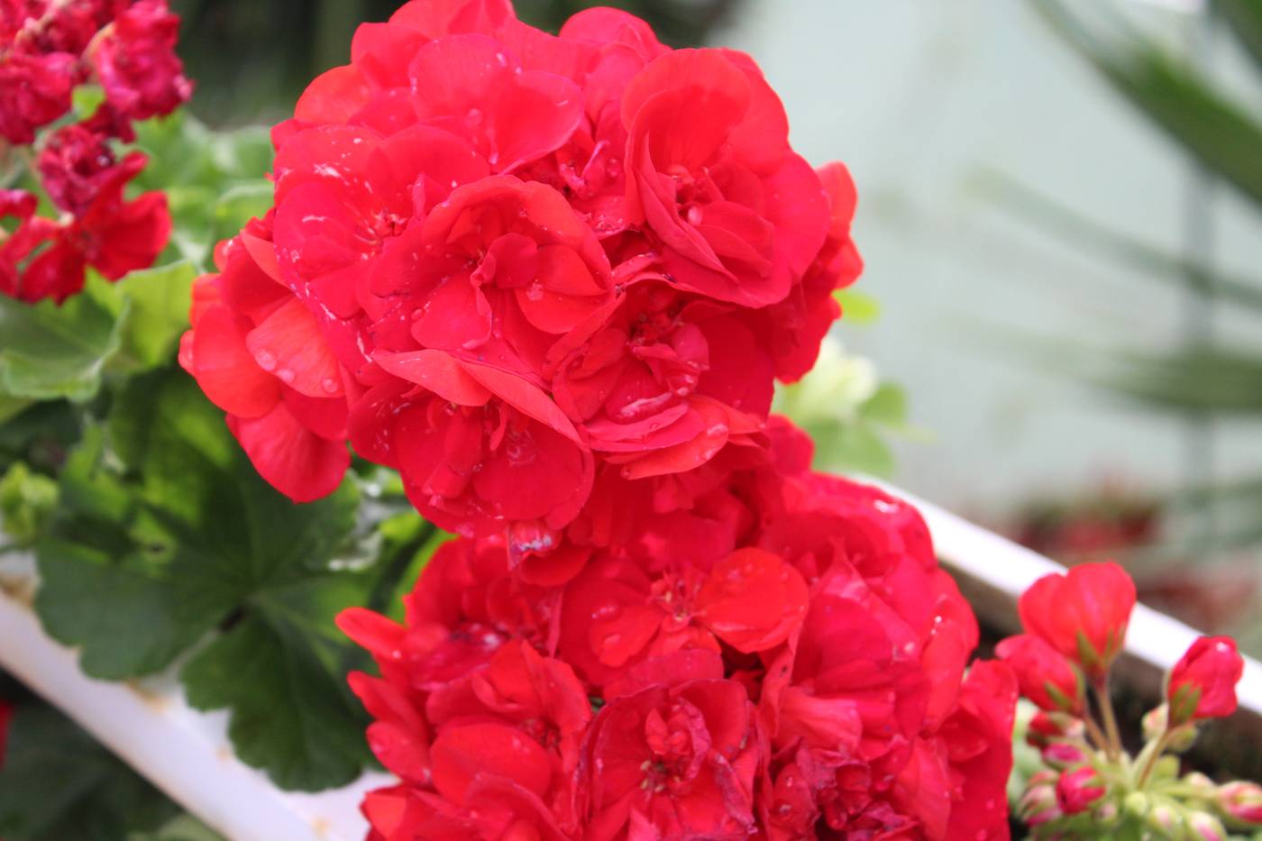 Estrelicia-Hotel-General-view-24