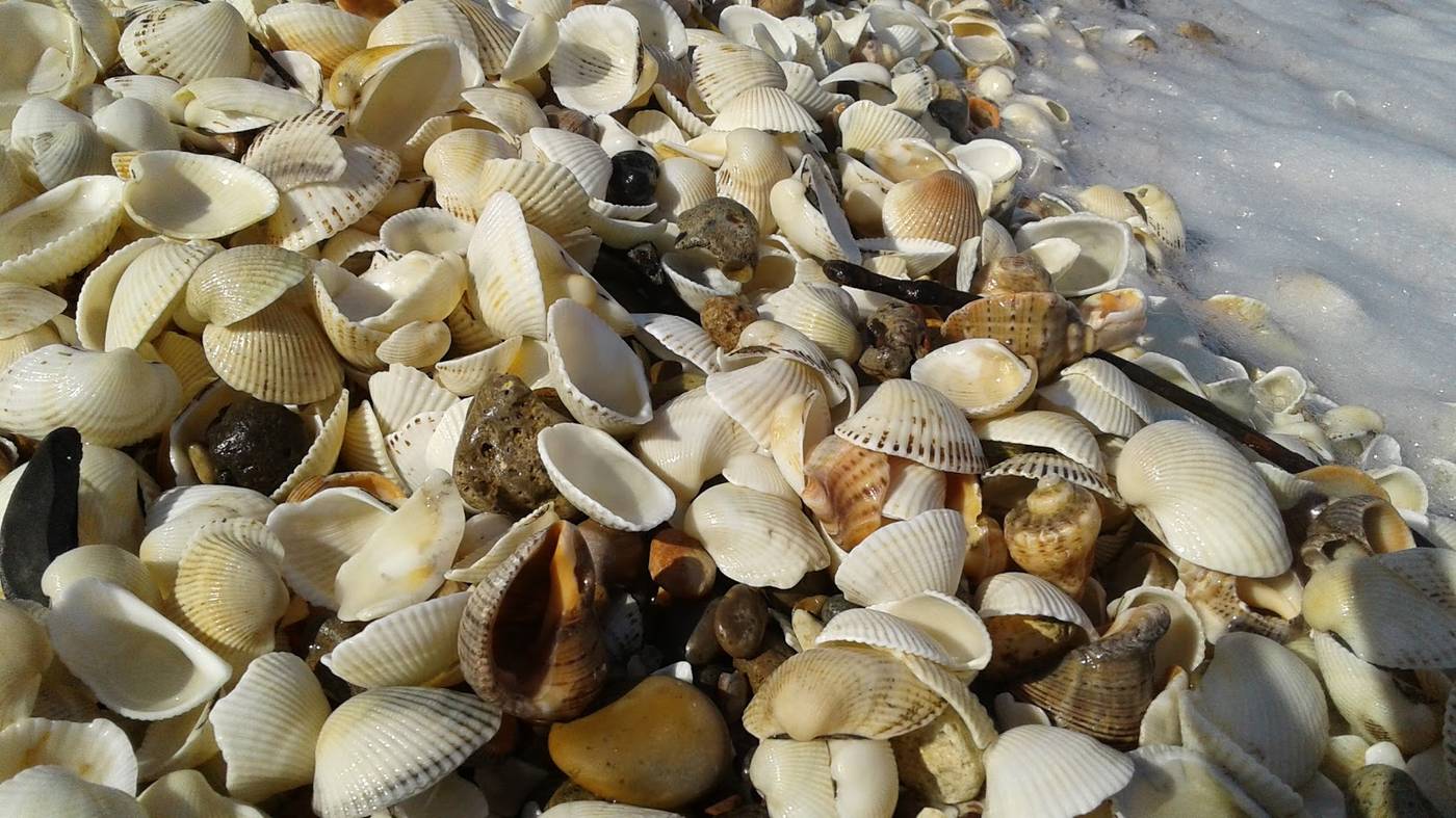 Dolphin-Apart-Beach-56