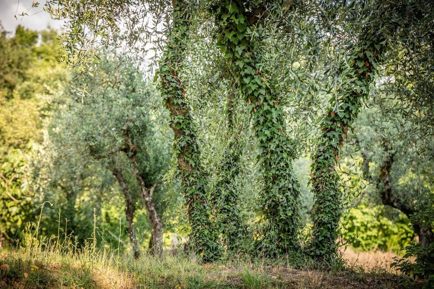 Casa Volpi-Italy-AREZZO-General view-4