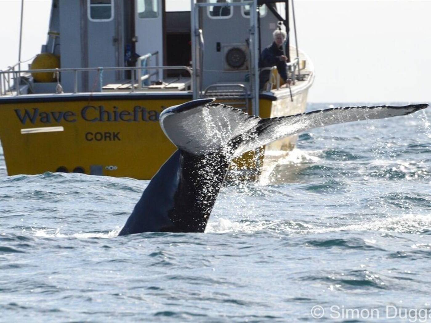 The Stone House B&B - Ireland - BALTIMORE - General view - 10