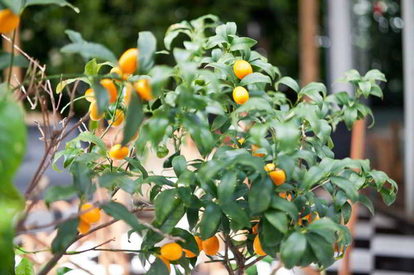 Cala-Bona---Mar-Blava-Terrace-29