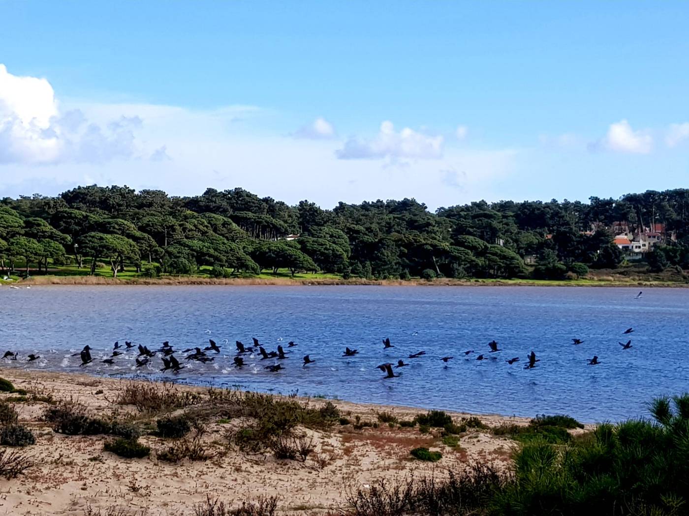 Sublime-Sun-and-Van-by-Meco-Stays-Beach-29