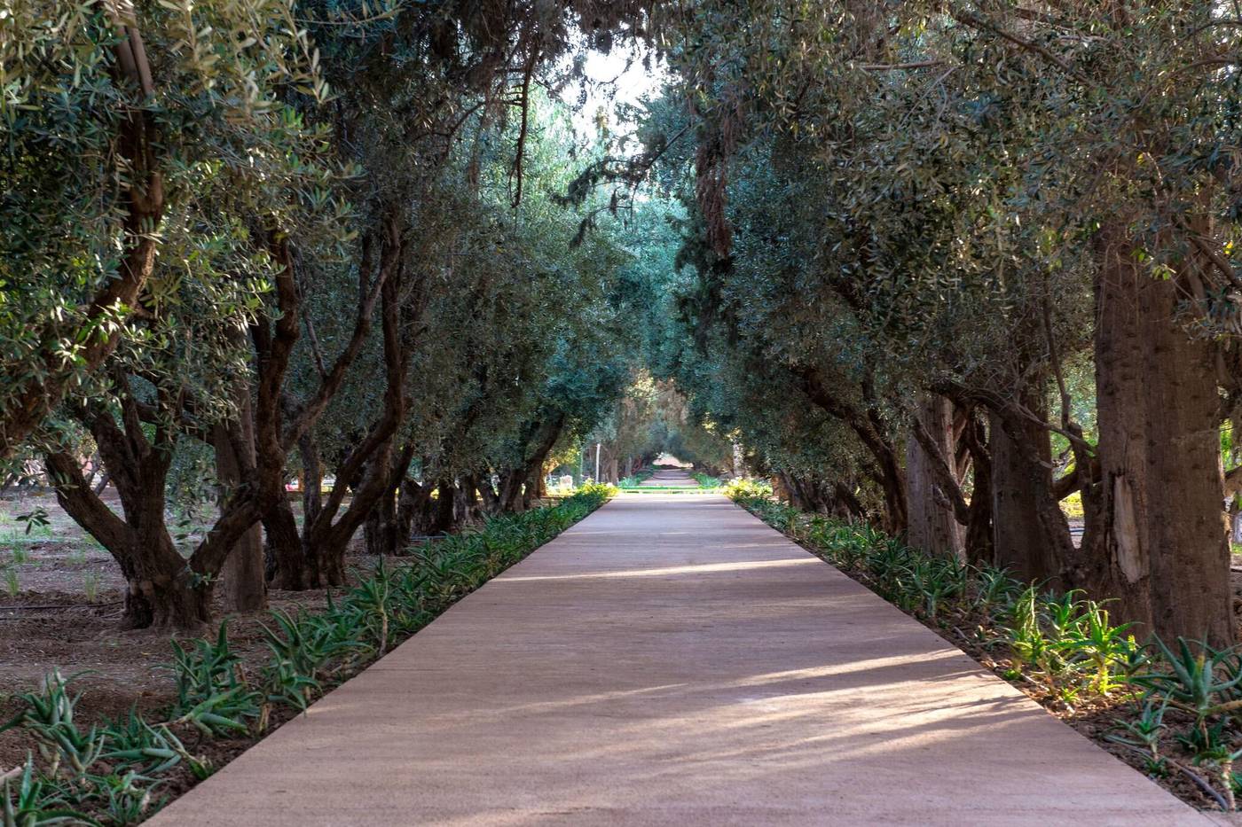 The-Oberoi-Marrakech-Terrace-15