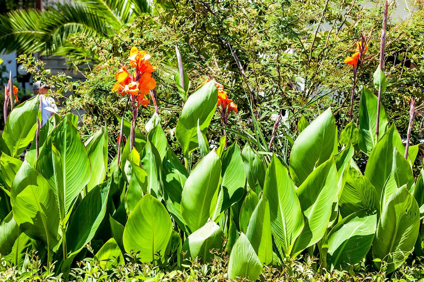 Dolphin-Beach-Hotel-General-view-12