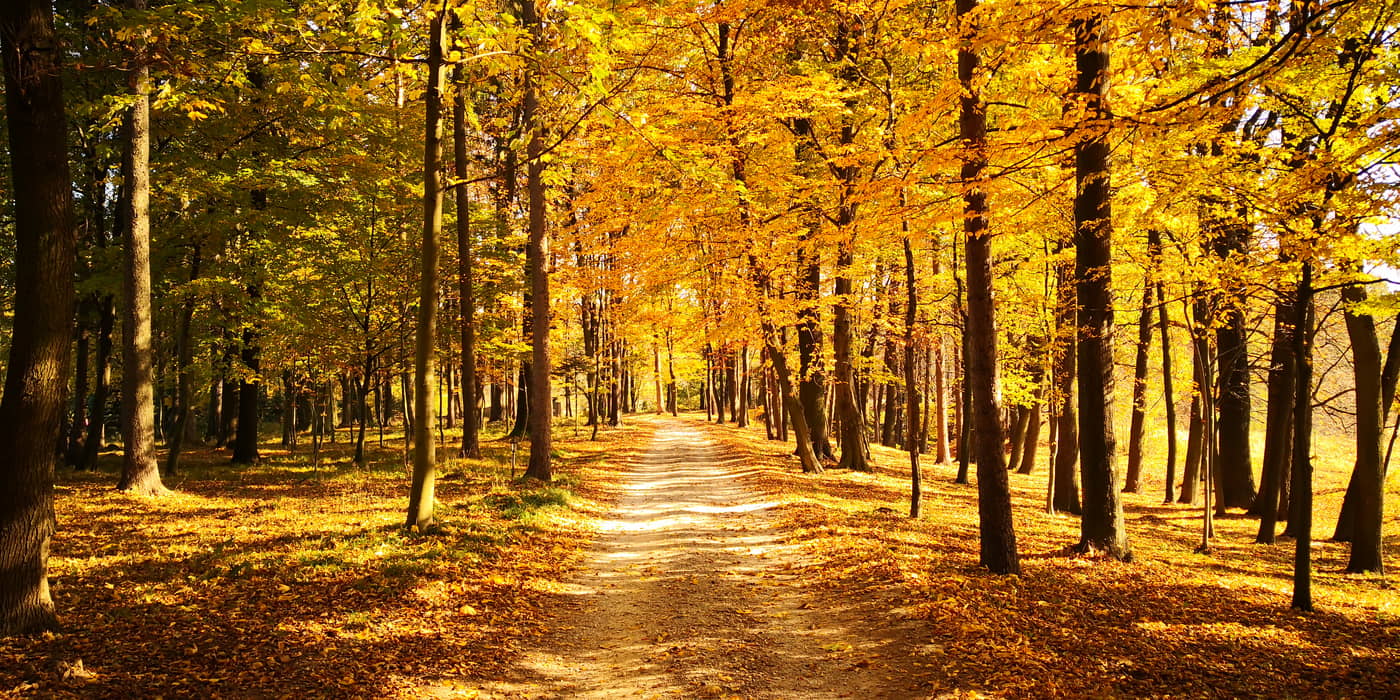 Dwor-Sierakow-General-view-33