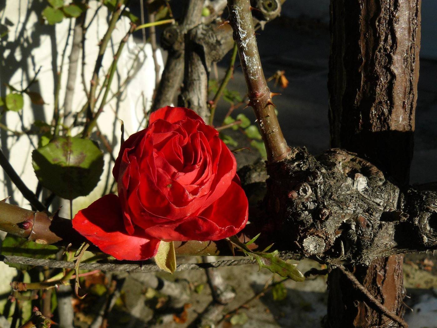 La Corte Delle 4 Stagioni - Italy - OZZANO MONFERRATO - General view - 6
