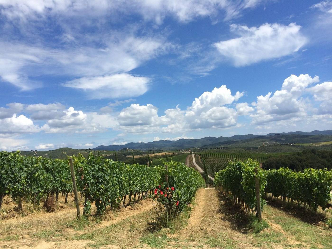 Eh-Villa-Dievole-General-view-52